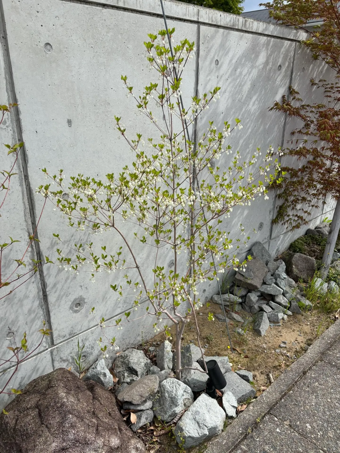倉庫に植えたドウダンツツジが咲きました🌼
